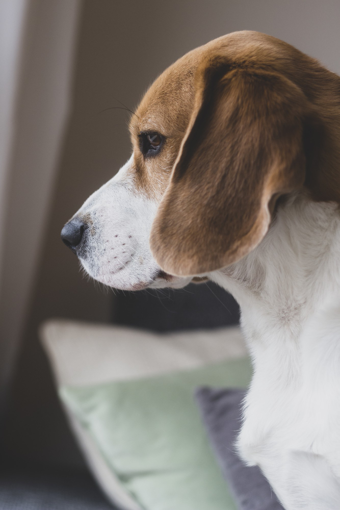 consulta-perro-estrecho-algeciras
