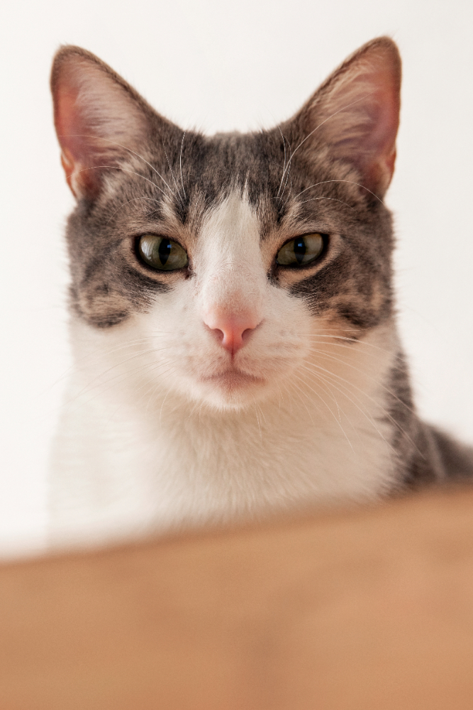 gato-consulta-estrecho-algeciras