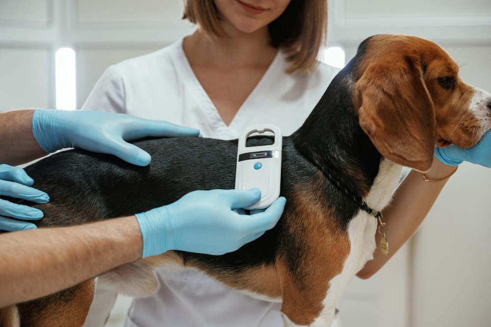 microchip-veterinaria-estrecho