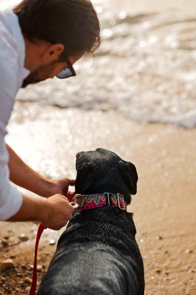 microchip-veterinario-algeciras